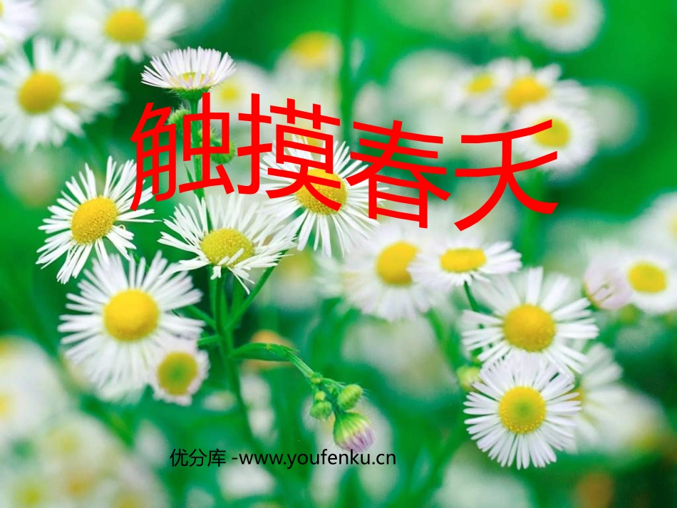 《触摸春天》PPT课件[鲁教版四年级语文上册]_第1页