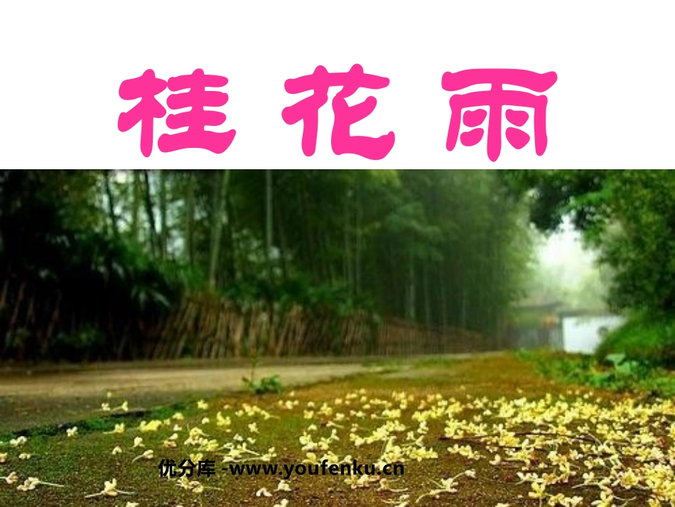 《桂花雨》PPT课件[鲁教版四年级语文上册]_第1页