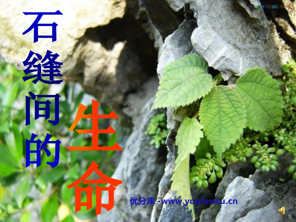 《石缝间的生命》PPT课件[鲁教版六年级语文上册]_第1页