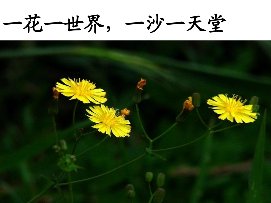 《石缝间的生命》PPT课件[鲁教版六年级语文上册]_第2页