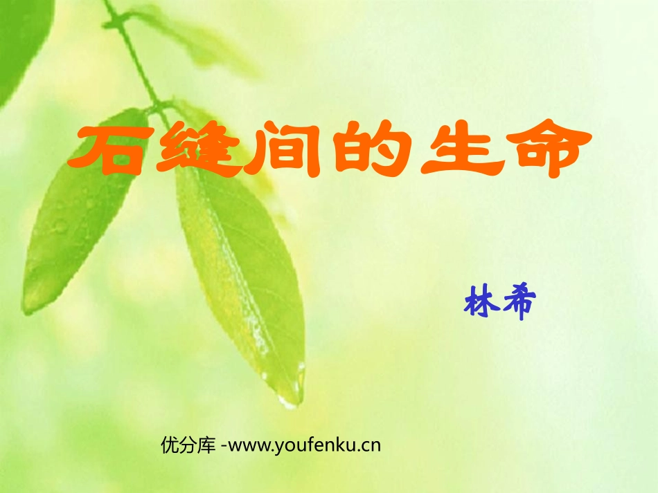 《石缝间的生命》PPT课件[鲁教版六年级语文上册]_第1页