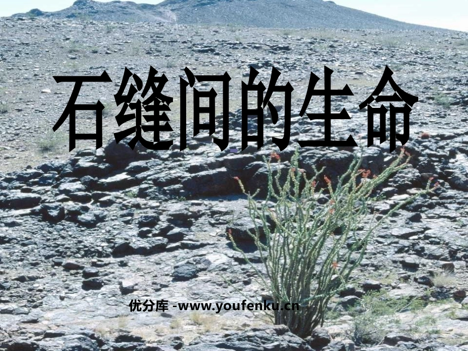 《石缝间的生命》PPT课件[鲁教版六年级语文上册]_第1页