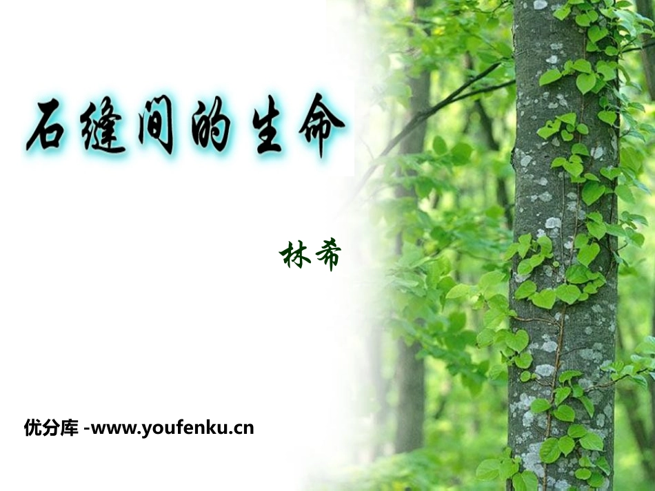 《石缝间的生命》PPT课件[鲁教版六年级语文上册]_第1页