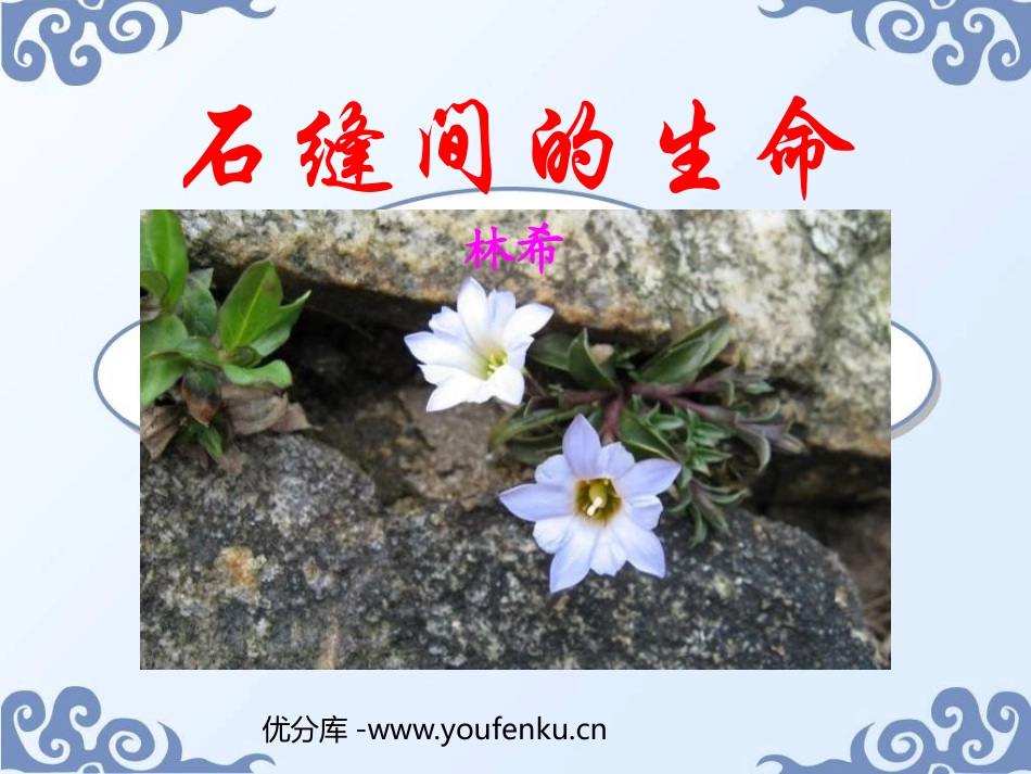 《石缝间的生命》PPT课件[鲁教版六年级语文上册]_第1页