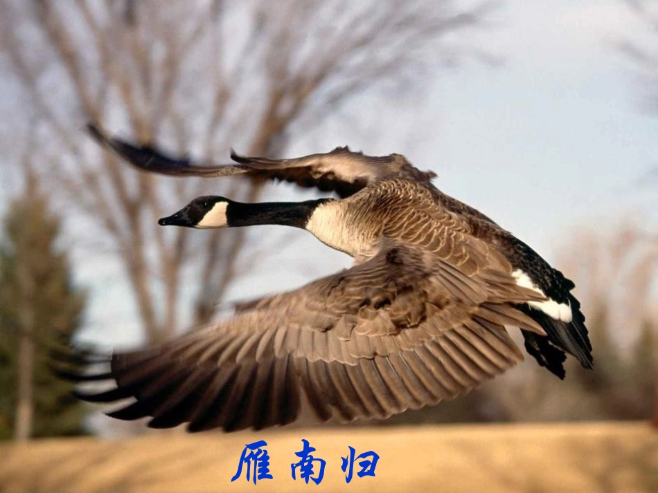 《大雁归来》PPT课件[鲁教版七年级语文上册]_第2页