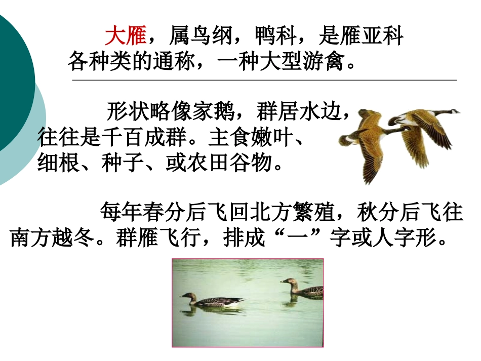 《大雁归来》PPT课件[鲁教版七年级语文上册]_第3页