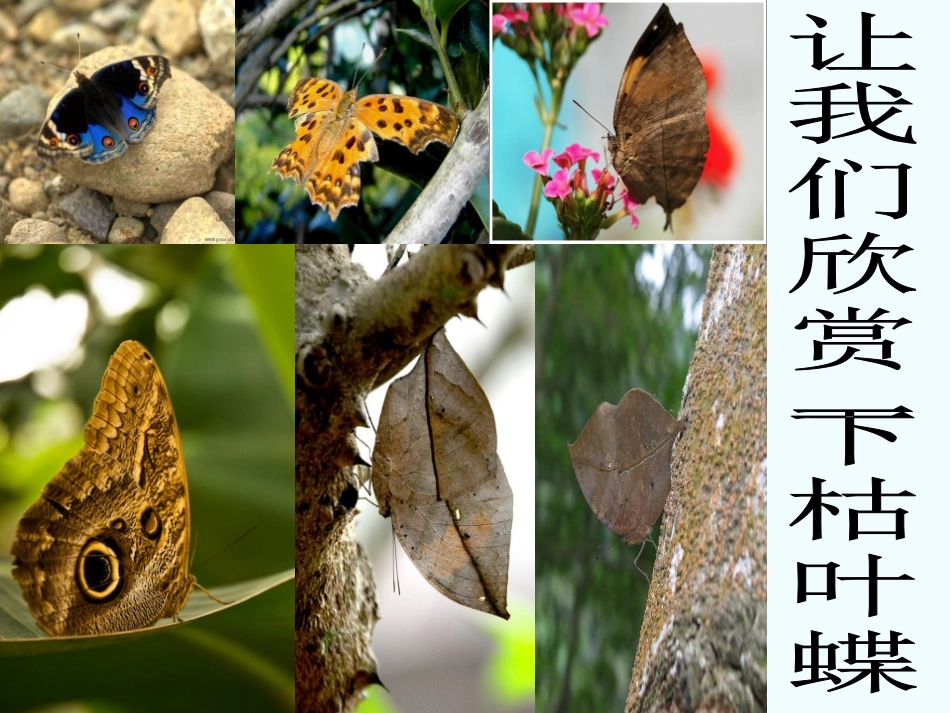 《枯叶蝴蝶》PPT课件[鲁教版七年级语文上册]_第2页