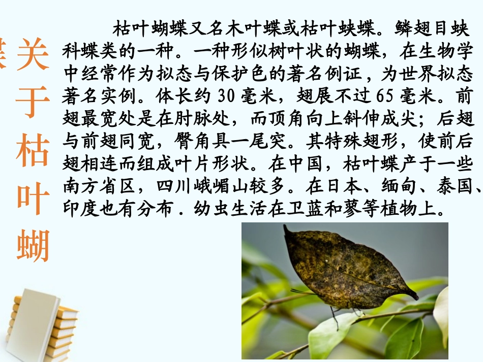《枯叶蝴蝶》PPT课件[鲁教版七年级语文上册]_第3页