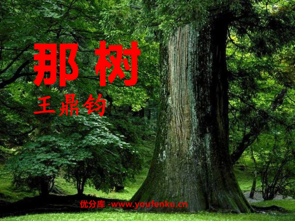 《那树》PPT课件[鲁教版九年级语文上册]_第1页