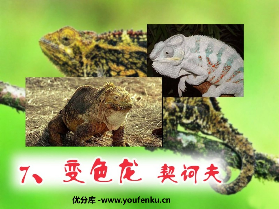 《变色龙》PPT课件[鲁教版九年级语文上册]_第1页