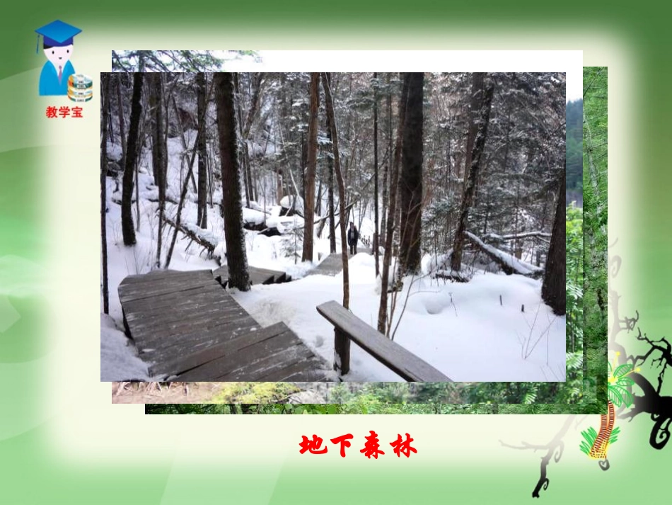 《地下森林断想》PPT课件[鲁教版九年级语文上册]_第3页