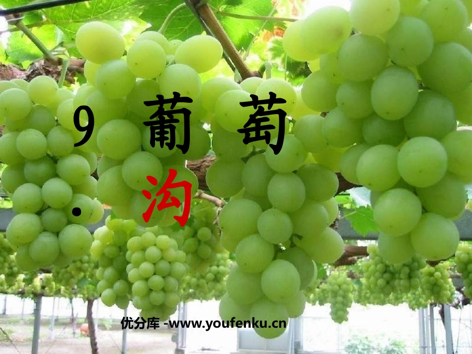 《葡萄沟》PPT课件[鲁教版二年级语文下册]_第1页