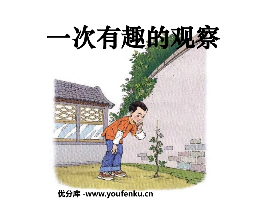 《一次有趣的观察》PPT课件[鲁教版二年级语文下册]_第1页
