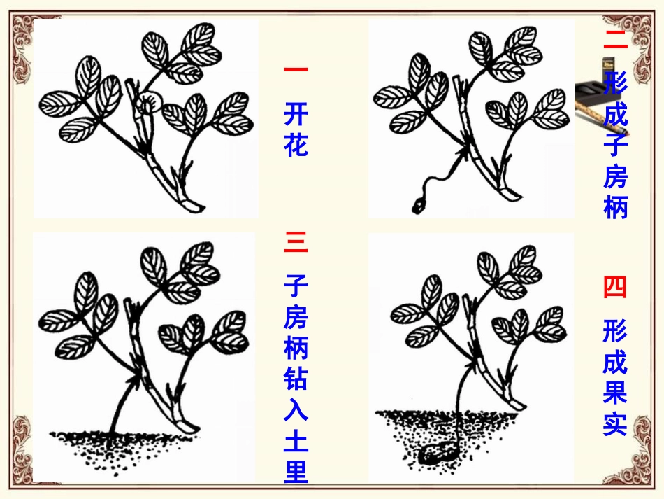 《落花生》PPT课件[鲁教版四年级语文下册]_第2页