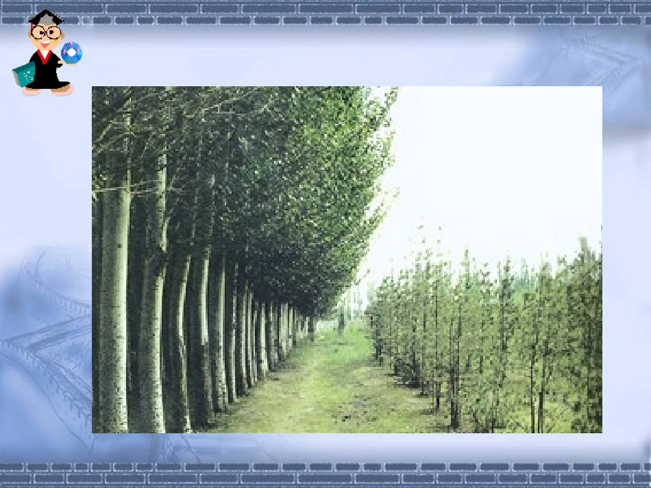 《青山不老》PPT课件[鲁教版四年级语文下册]_第2页