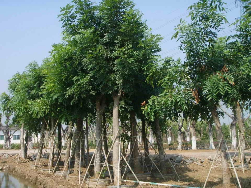 《桃花心木》PPT课件[鲁教版五年级语文下册]_第3页