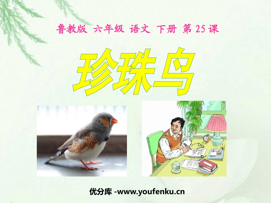 《珍珠鸟》PPT课件[鲁教版六年级语文下册]_第1页