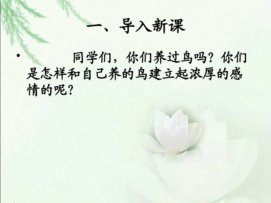 《珍珠鸟》PPT课件[鲁教版六年级语文下册]_第2页
