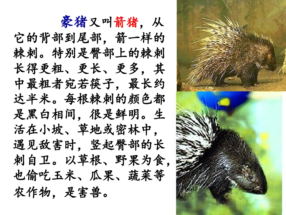 《森林中的绅士》PPT课件[鲁教版六年级语文下册]_第3页