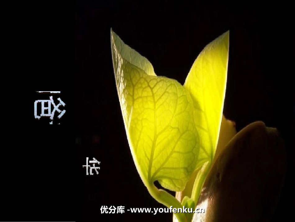 《亲爱的爸爸妈妈》PPT课件[鲁教版七年级语文下册]_第1页