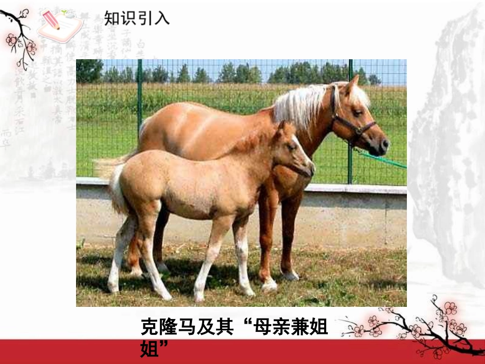 《奇妙的克隆》PPT课件[鲁教版七年级语文下册]_第3页