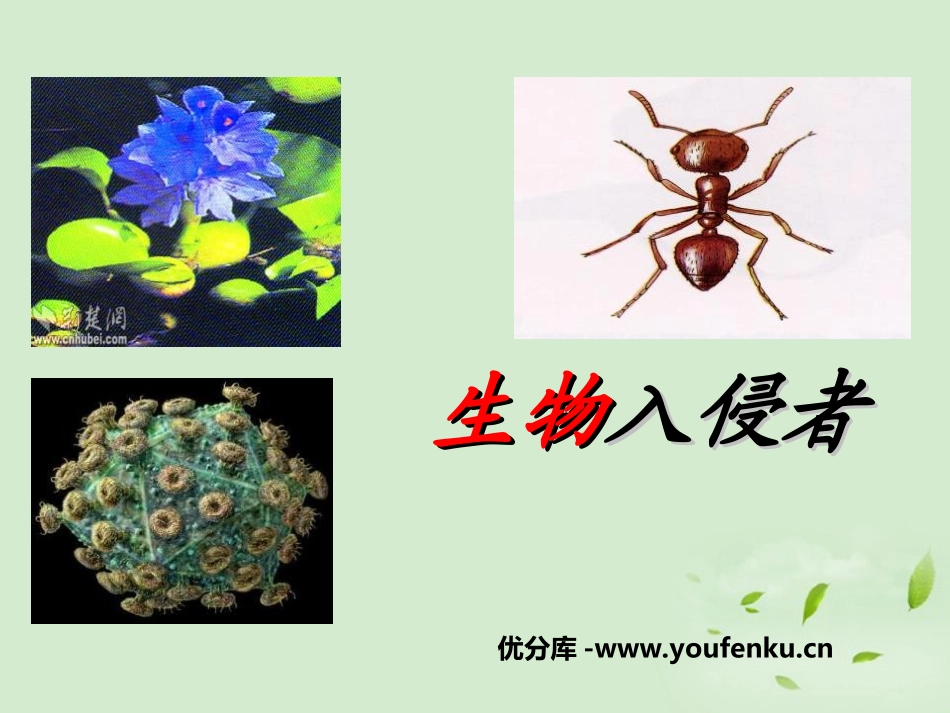 《生物入侵者》PPT课件[鲁教版七年级语文下册]_第1页