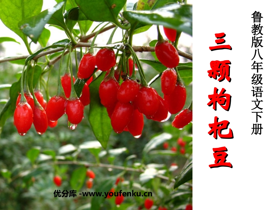 《三颗枸杞豆》PPT课件[鲁教版八年级语文下册]_第1页
