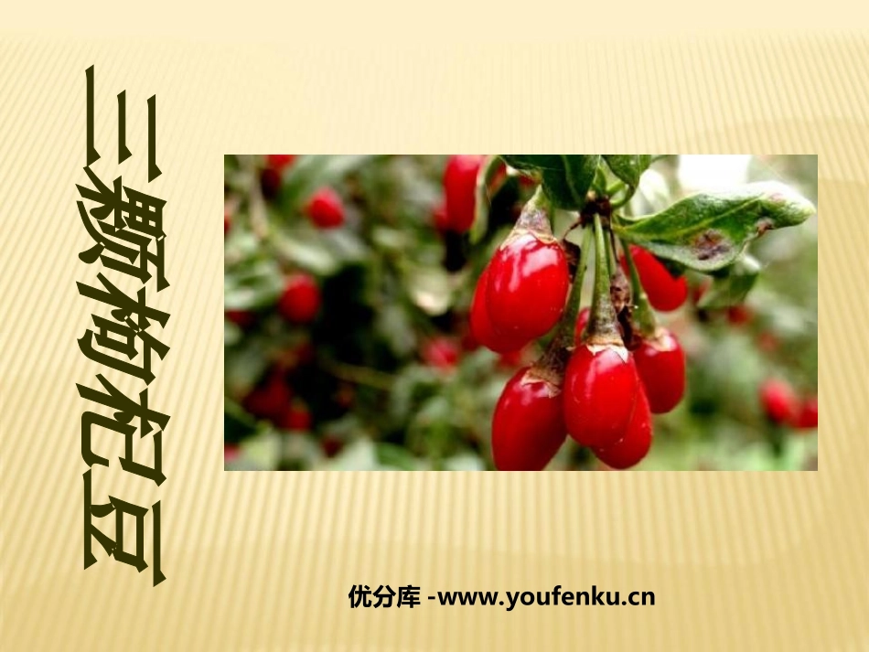 《三颗枸杞豆》PPT课件[鲁教版八年级语文下册]_第1页