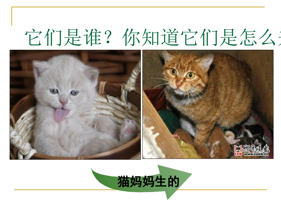 《植物新生命的开始》植物的生长变化PPT课件[教科版三年级科学]_第3页