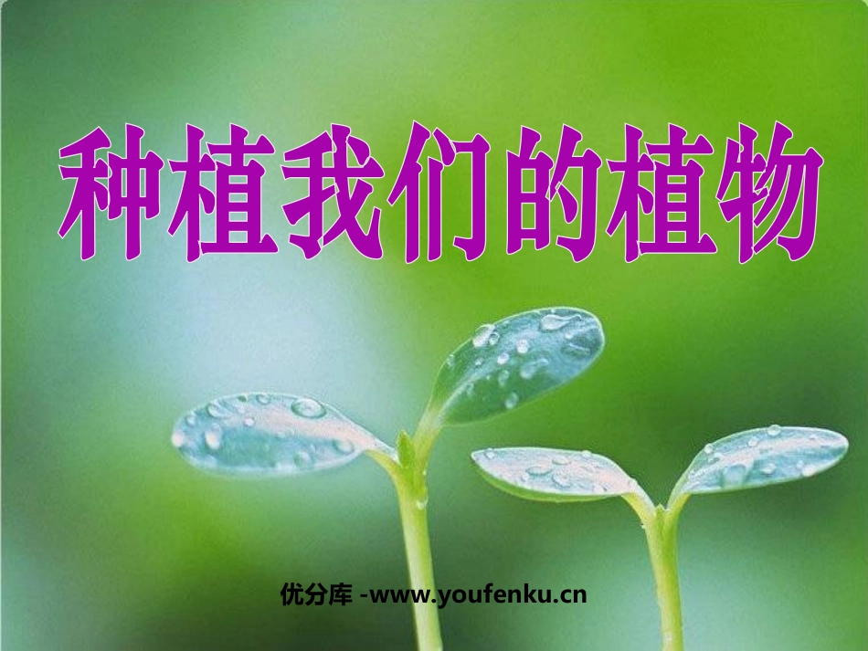 《种植我们的植物》植物的生长变化PPT课件[教科版三年级科学]_第1页