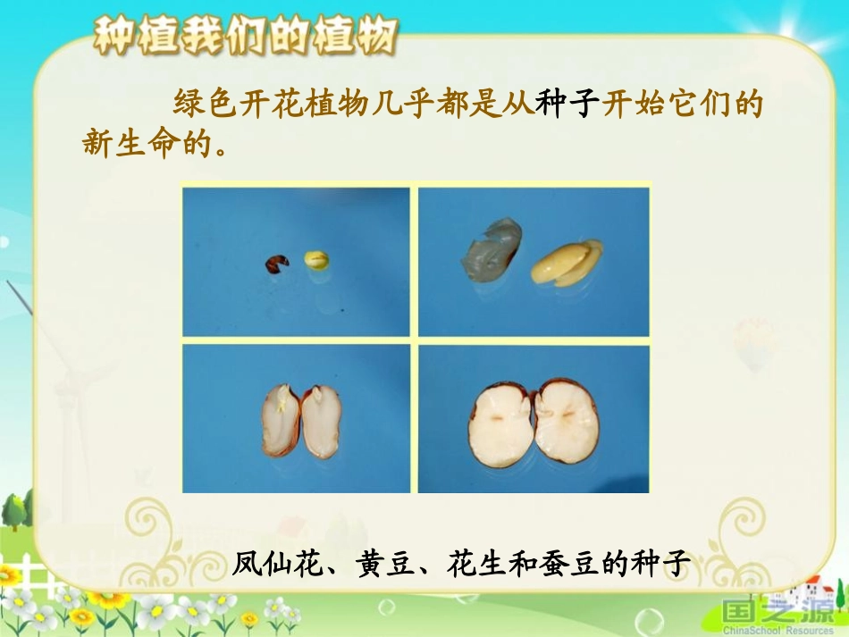 《种植我们的植物》植物的生长变化PPT课件[教科版三年级科学]_第3页