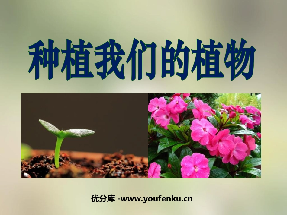 《种植我们的植物》植物的生长变化PPT课件[教科版三年级科学]_第1页