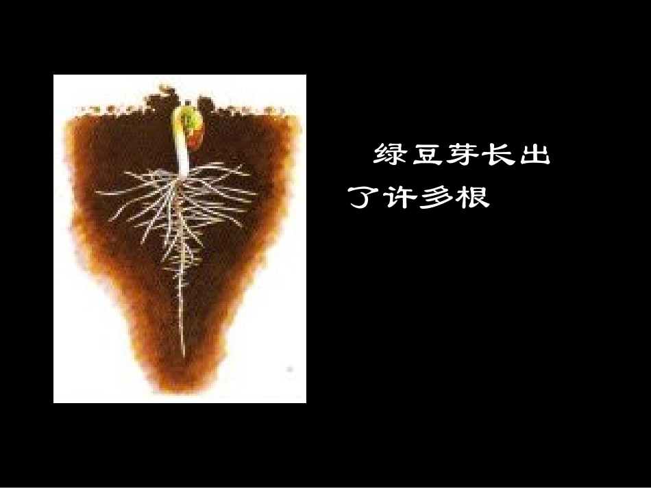 《我们先看到了根》植物的生长变化PPT课件[教科版三年级科学]_第3页