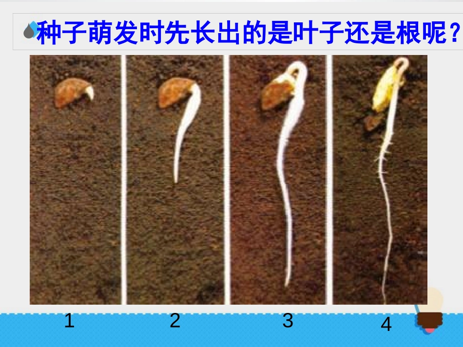 《我们先看到了根》植物的生长变化PPT课件[教科版三年级科学]_第2页