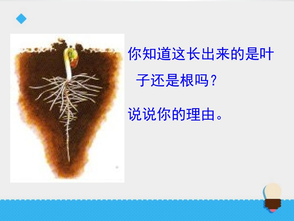 《我们先看到了根》植物的生长变化PPT课件[教科版三年级科学]_第3页