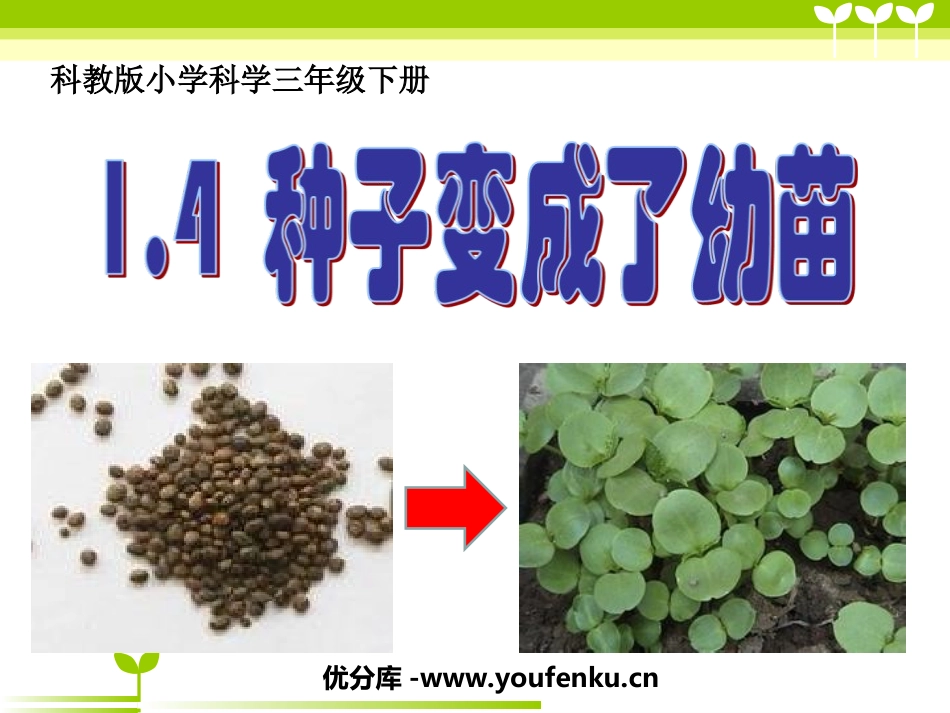 《种子变成了幼苗》植物的生长变化PPT课件[教科版三年级科学]_第1页