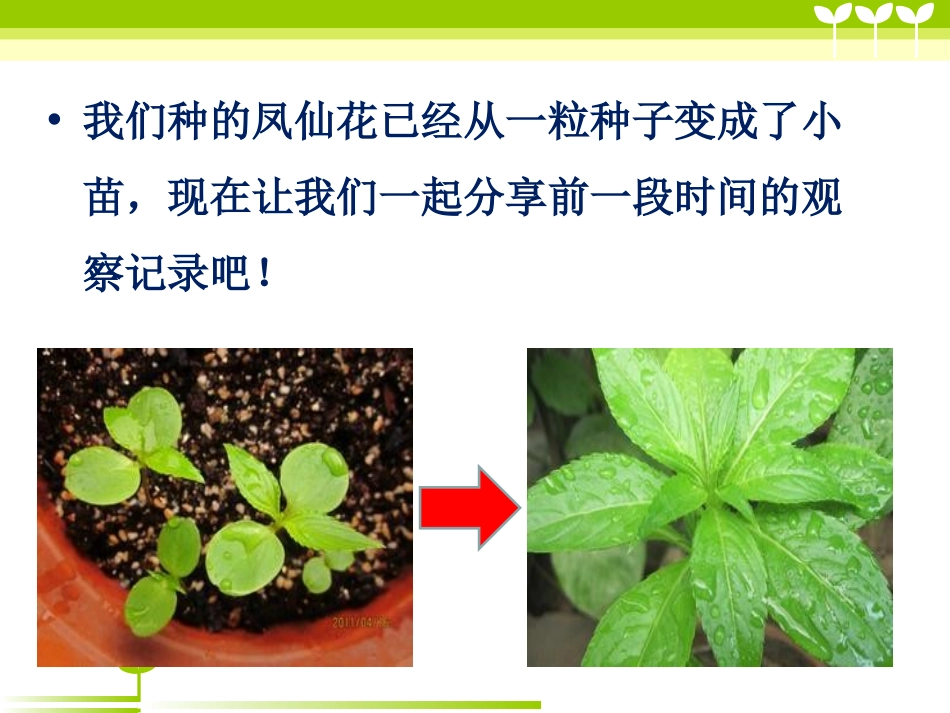 《种子变成了幼苗》植物的生长变化PPT课件[教科版三年级科学]_第2页