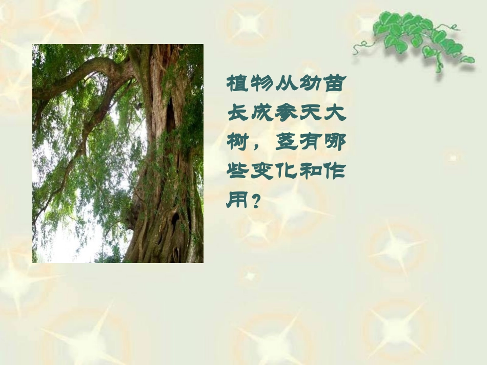 《茎越长越高》植物的生长变化PPT课件[教科版三年级科学]_第2页