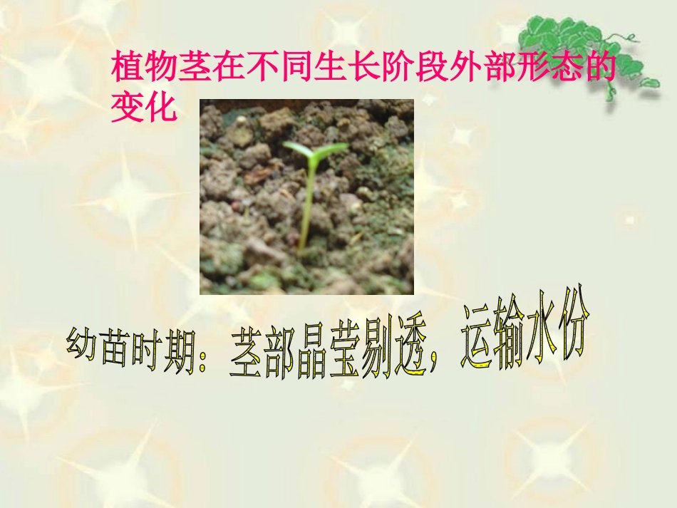 《茎越长越高》植物的生长变化PPT课件[教科版三年级科学]_第3页
