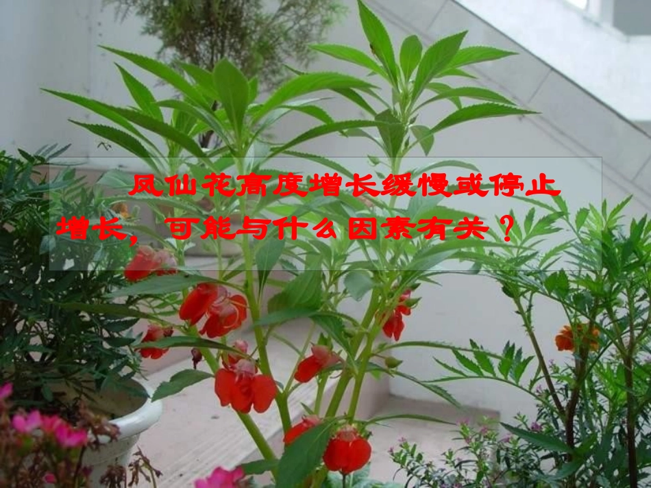 《开花了,结果了》植物的生长变化PPT课件[教科版三年级科学]_第2页