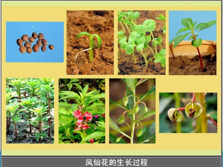 《开花了,结果了》植物的生长变化PPT课件[教科版三年级科学]_第2页