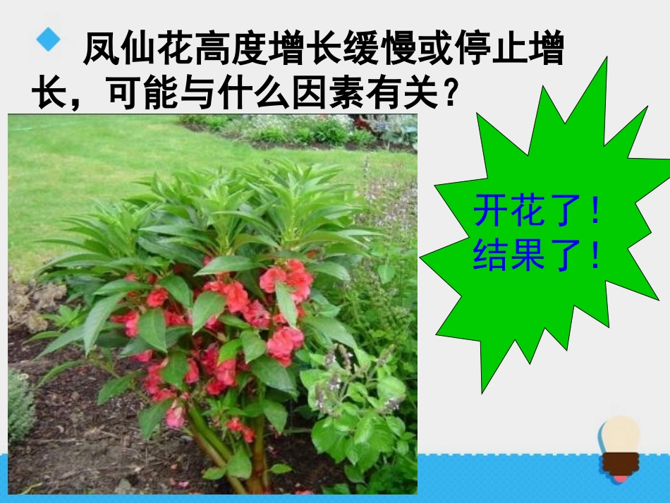 《开花了,结果了》植物的生长变化PPT课件[教科版三年级科学]_第3页