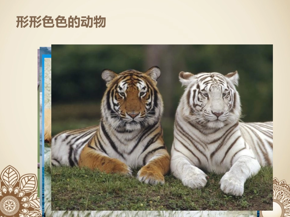 《蚕卵里孵出的新生命》动物的生命周期PPT课件[教科版三年级科学]_第2页