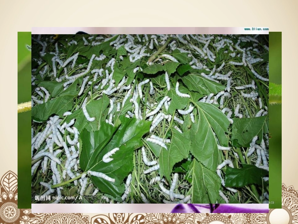《蚕卵里孵出的新生命》动物的生命周期PPT课件[教科版三年级科学]_第3页