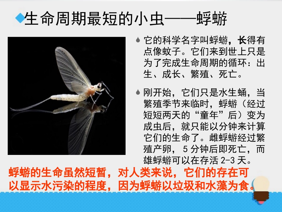 《蚕卵里孵出的新生命》动物的生命周期PPT课件[教科版三年级科学]_第2页