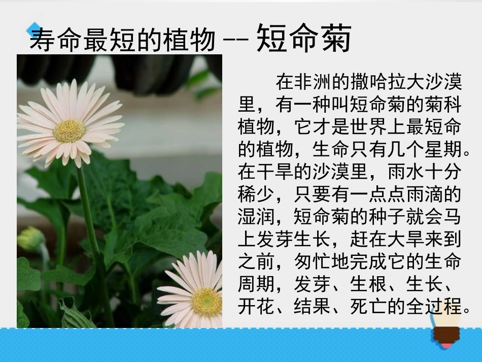 《蚕卵里孵出的新生命》动物的生命周期PPT课件[教科版三年级科学]_第3页