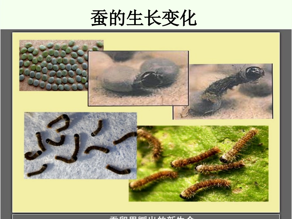 《蚕的生长变化》动物的生命周期PPT课件[教科版三年级科学]_第3页