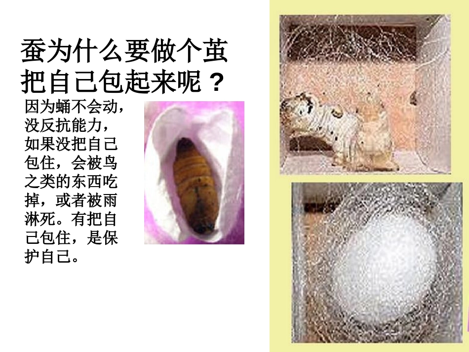 《蚕变了新模样》动物的生命周期PPT课件[教科版三年级科学]_第3页