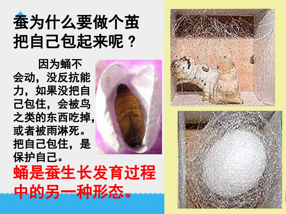 《蚕变了新模样》动物的生命周期PPT课件[教科版三年级科学]_第2页