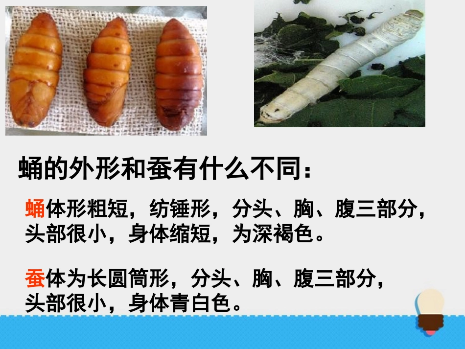 《蚕变了新模样》动物的生命周期PPT课件[教科版三年级科学]_第3页